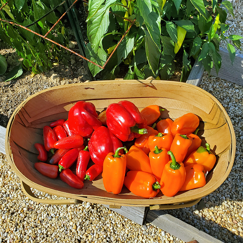 super pepper harvest