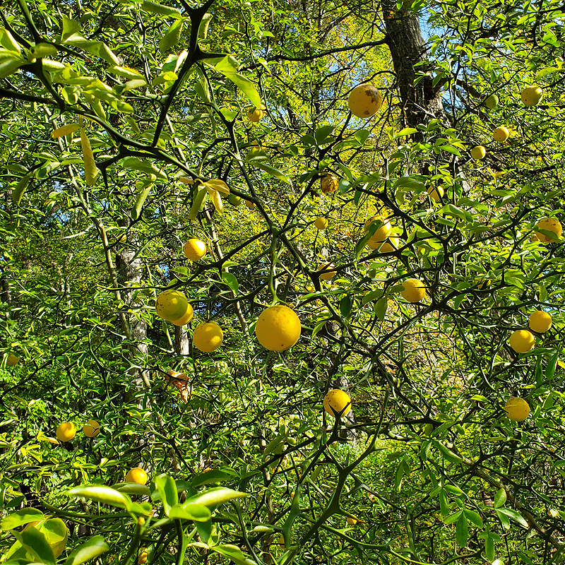 a bumper crop of trifoliate oranges this year