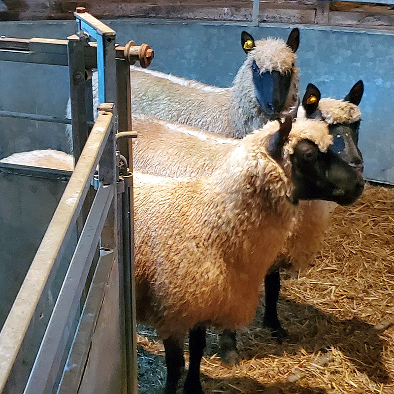 These last three lambs are off to a new home