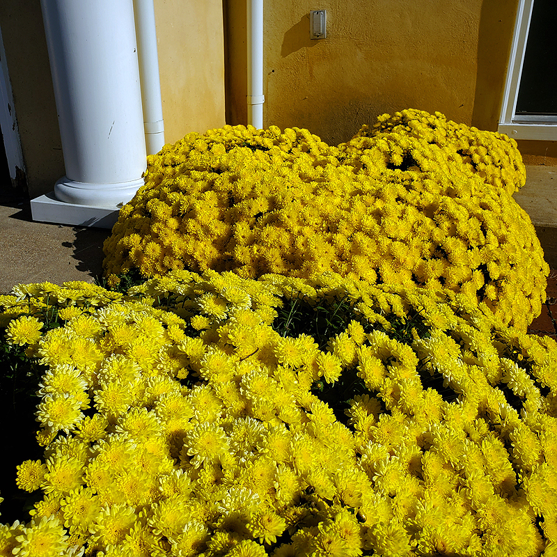 The mums are past their prime