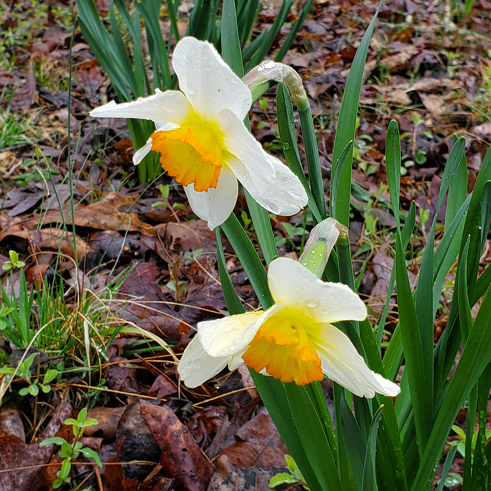 2 of over 5,000 "Flower Record" Daffodils on the hill