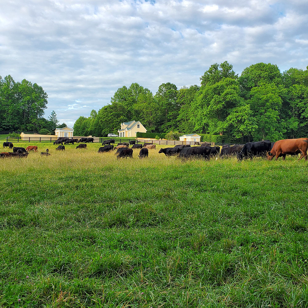 cattle pooping up our center pasture