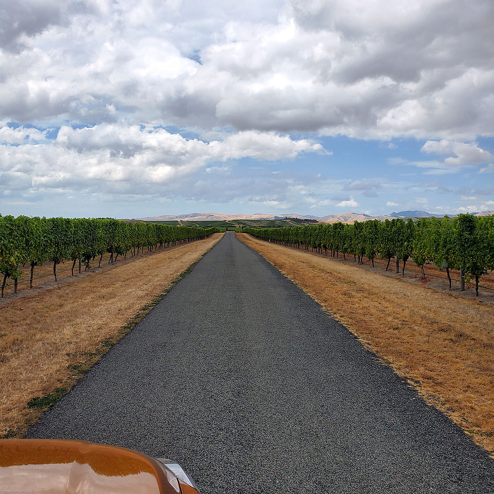 Endless vineyards in Marlborough