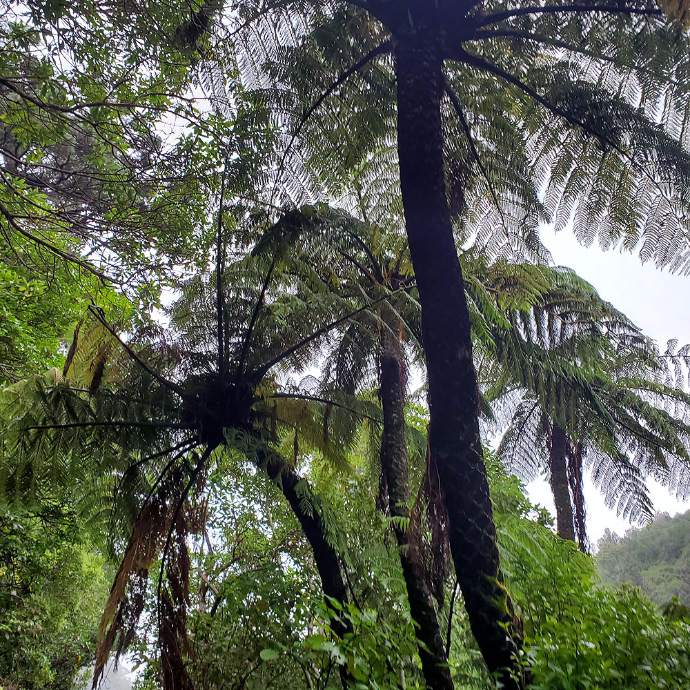 Tree ferns are awesome