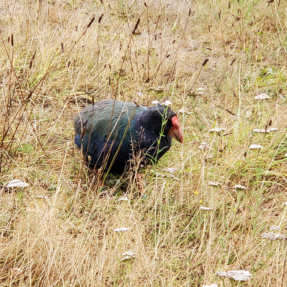 An endangered Takahe - only 465 left