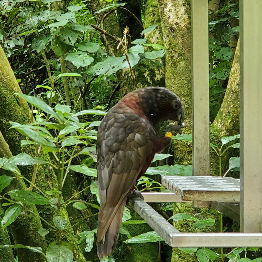 Kaka parrot having a snack