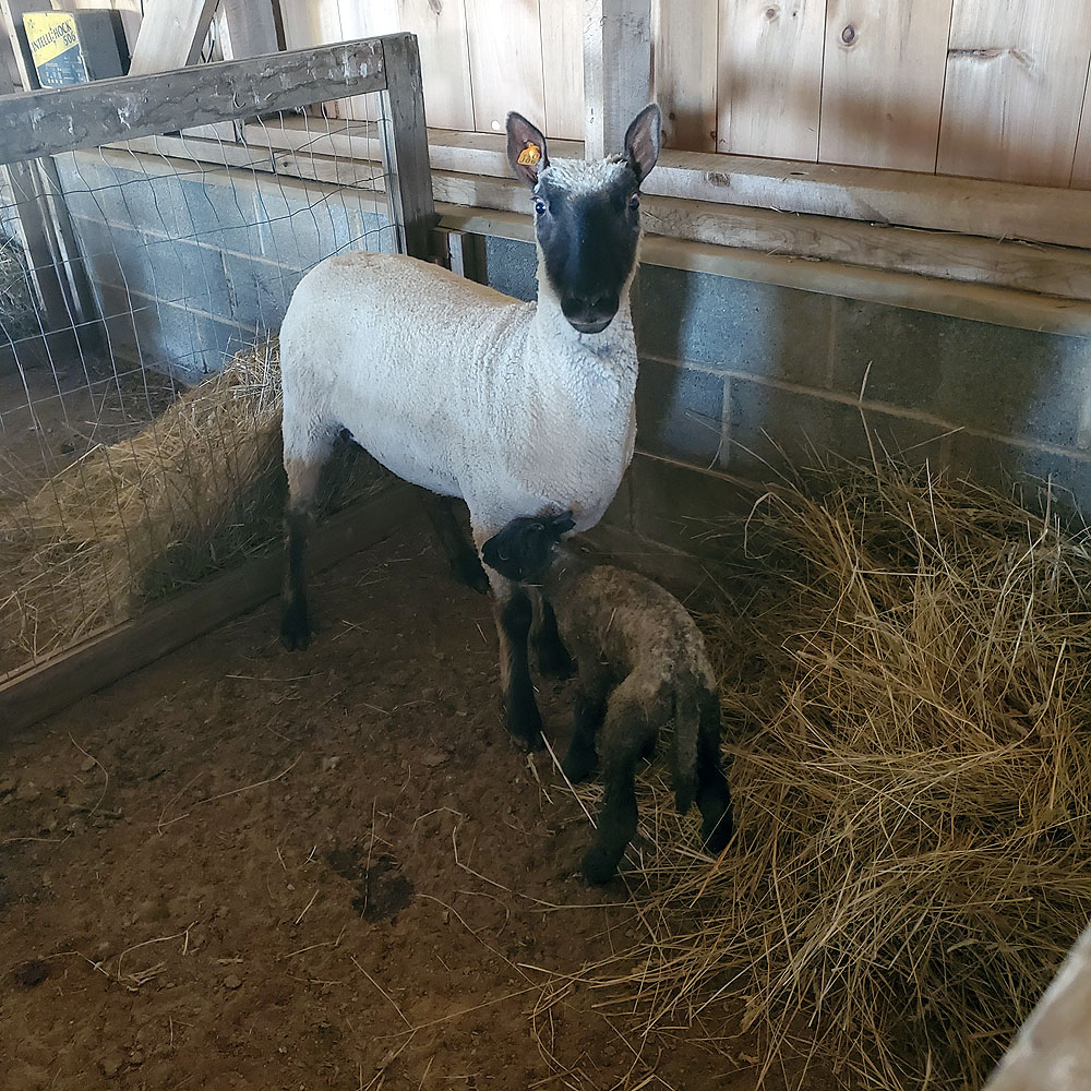 First lamb of our last lambing season