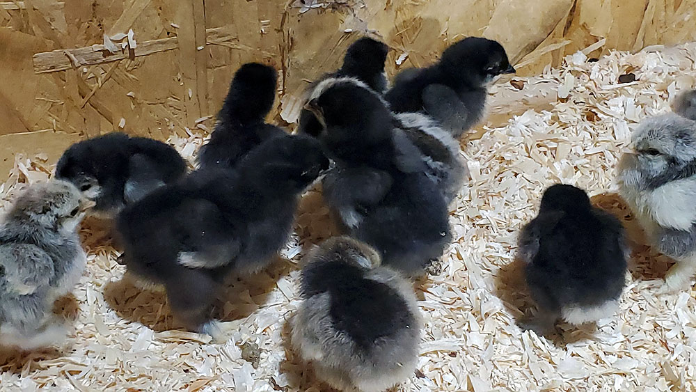 dozens and dozens of chicks