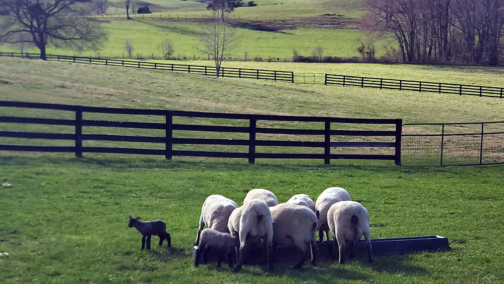 but only 1 dozen lambs