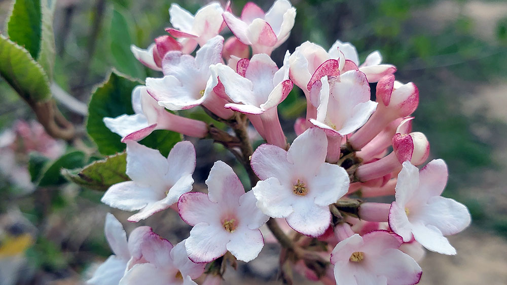 Viburnums in bloom