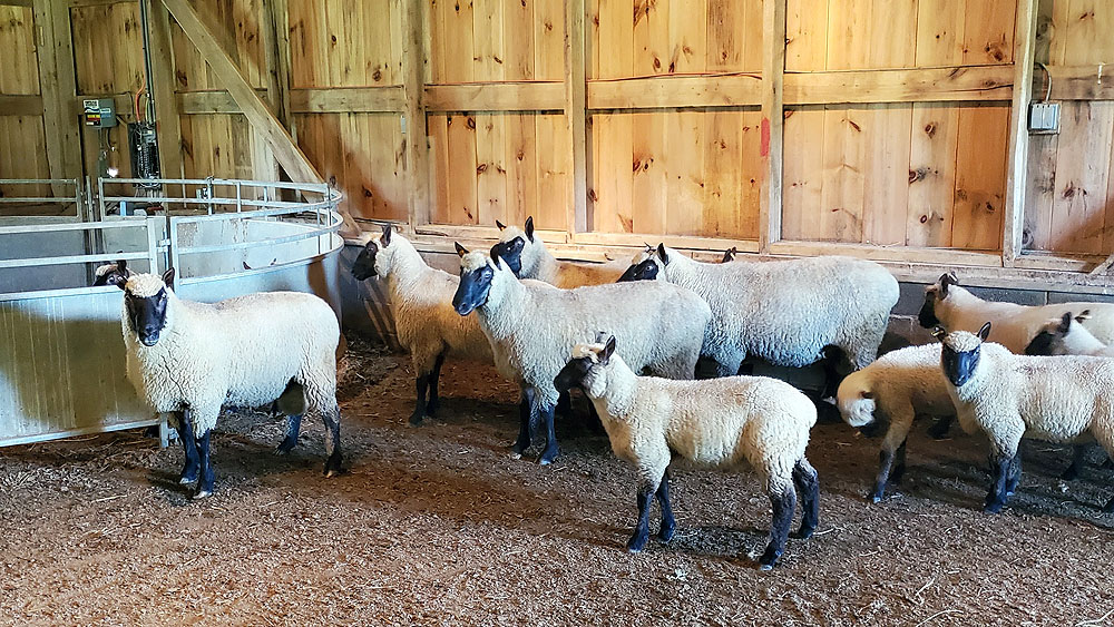 Our final crop of lambs