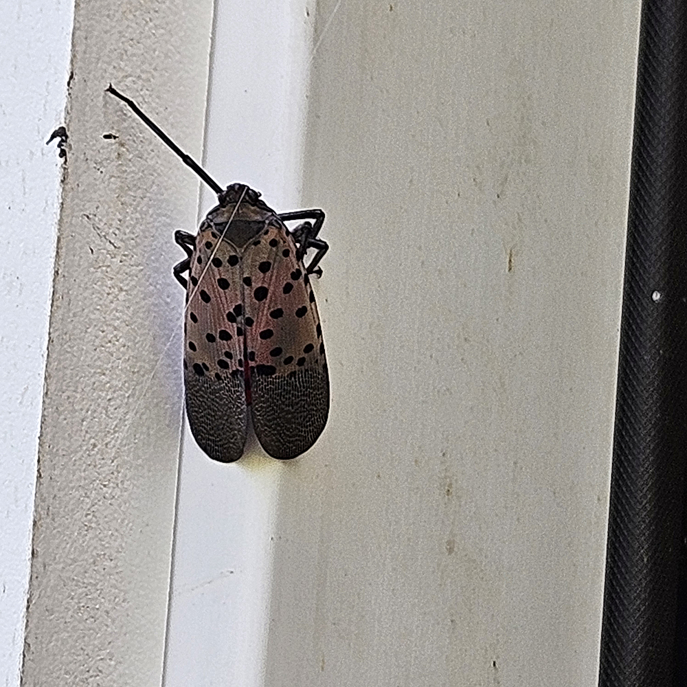 First (and last I hope!) Spotted Lanternfly found on the farm